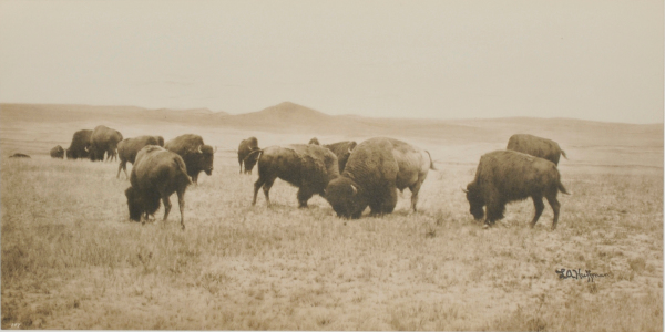 Buffalo Grazing in the Big Open