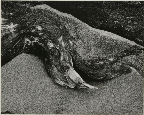 VAN DAMME STATE PARK, CALIFORNIA