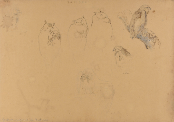 Studies of Owls and Eagles