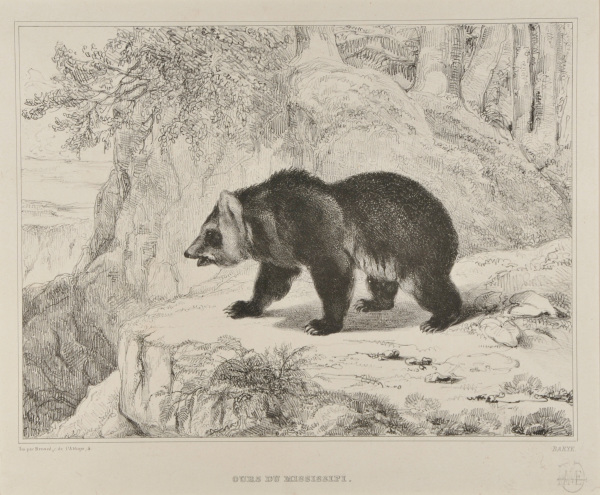 Mississippi Bear