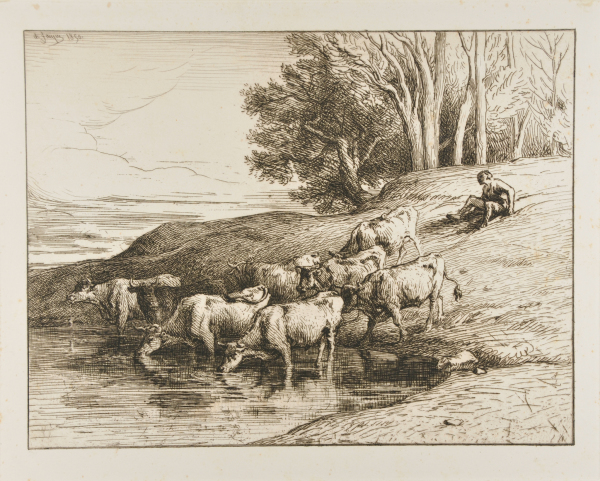 COWS AT THE WATERING PLACE