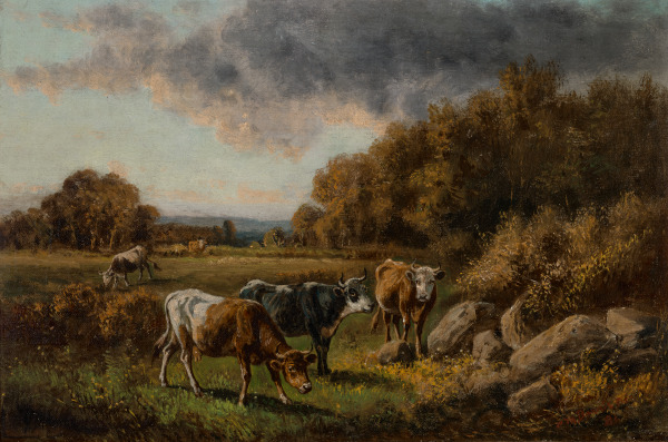 COWS GRAZING IN THE MEADOW