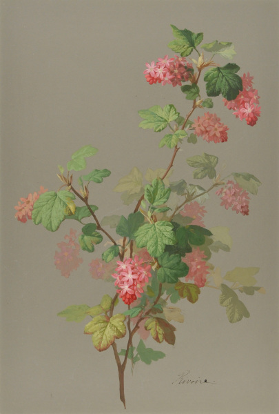Study of a Flowering Tree Branch