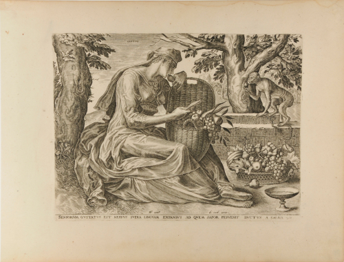 Sensorium Gustatus est Nervus Supra Linguam Expansus ad Quem Sapor Pervenit Puctus a Saliva