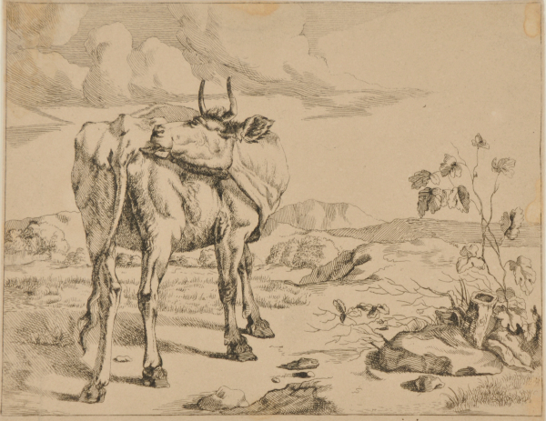 Cow Licking her Rump