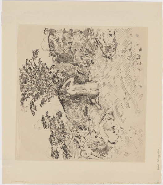 The Wild Cherry Tree