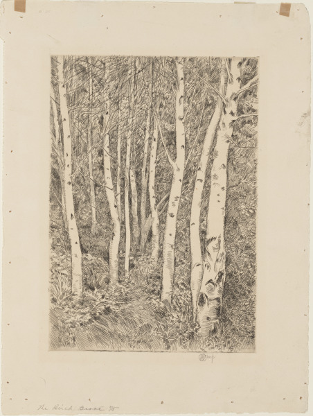 The Birch Grove