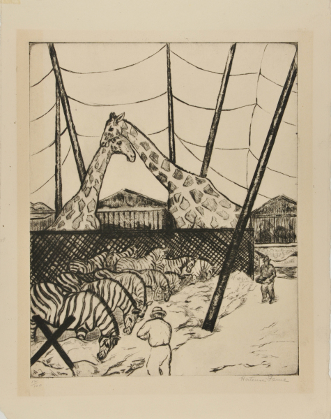 Affectionate Giraffes