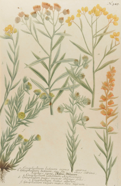 GRAPHALIUM (RHEIN-BLUMEN)