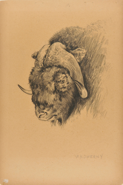 HEAD OF A MUSK OX [WITH NOTES FROM US GOV'T PAN AMERICAN EXHIBITION]