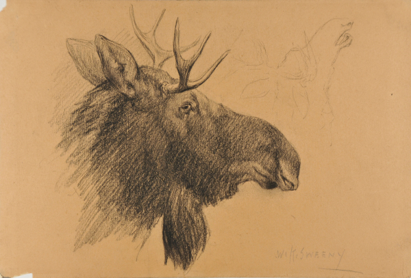 Moose Head