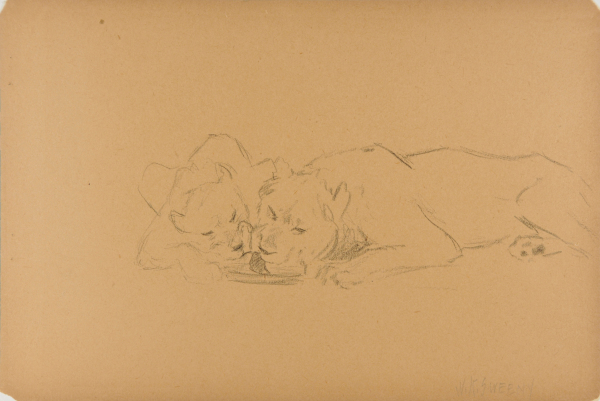 Lion and Lioness Over Pan of Water