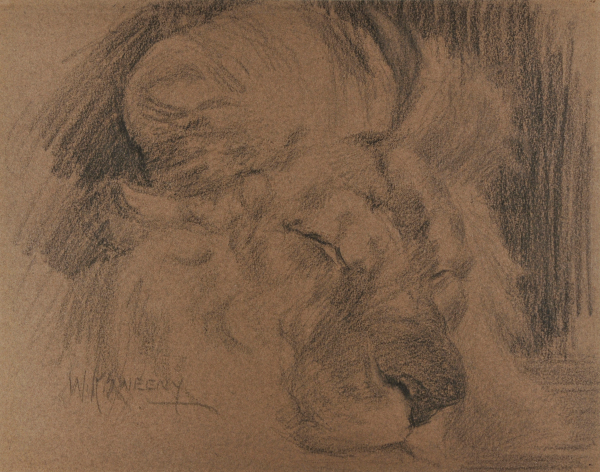 LION SLEEPING