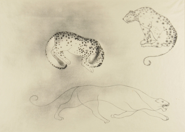 Leopards and Mountain Lion