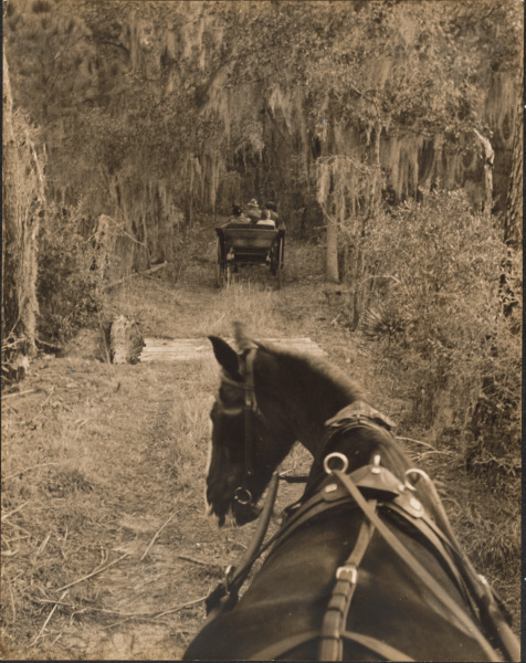 BUGGIES EN ROUTE TO THE SHOOTING POST