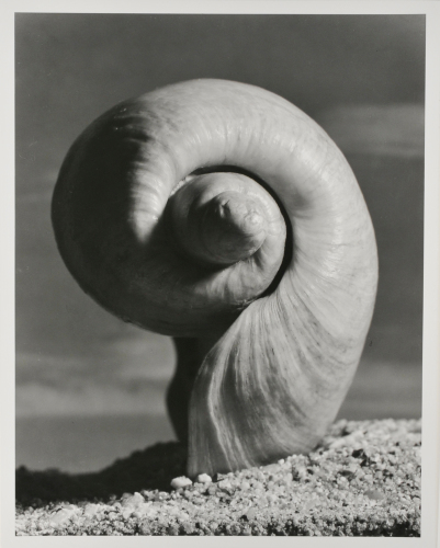 Cymbium Olla Linne, Shell