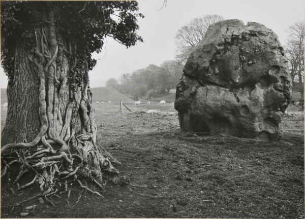 STONE & TREE, AVEBURY, ENGLAND.