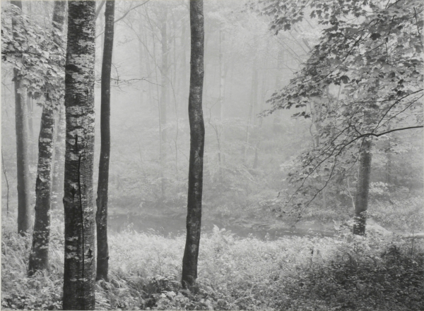 REDDING WOODS, CONNECTICUT.