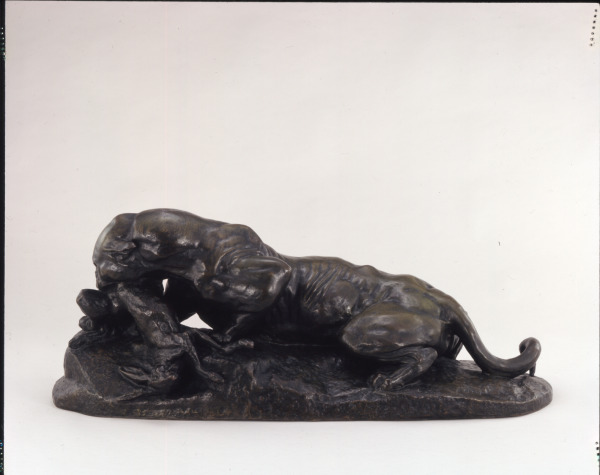 JAGUAR DEVOURING A HARE