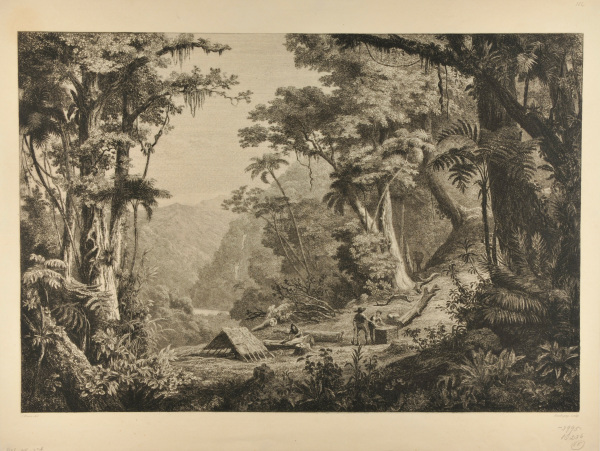 VALLEY OF SAN JUAN DEL ORO (GATHERING CINCHONA BARK)