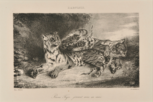 YOUNG TIGER PLAYING WITH ITS MOTHER