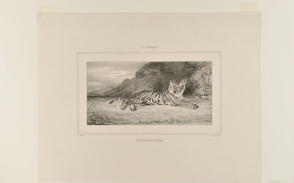 Étude de tigre