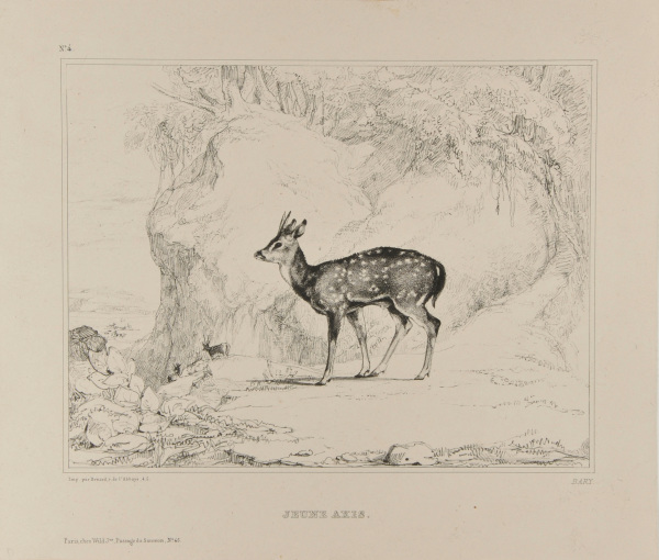 Jeune Axis (Young Axis Deer)