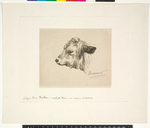 HEAD OF A YOUNG BULL