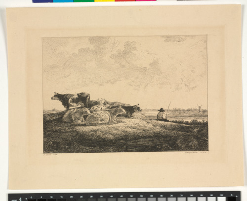 Vaches au Bord de l’Eau