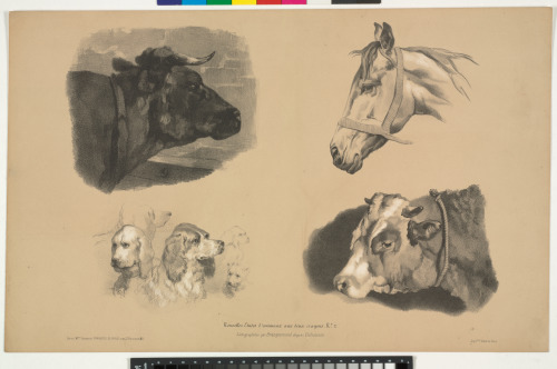 HEADS OF BULL, HORSE, DOGS, OX