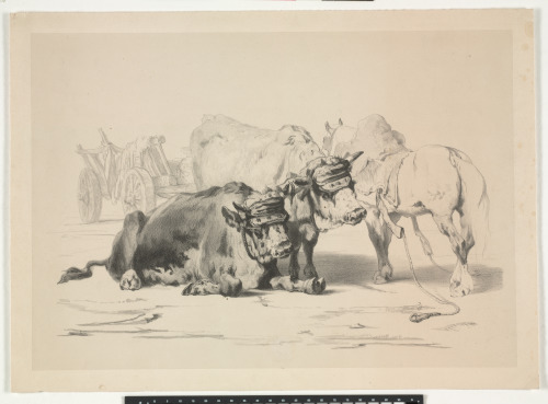 TWO OXEN, A WAGON DRAWN BY ANOTHER OX, A HORSE