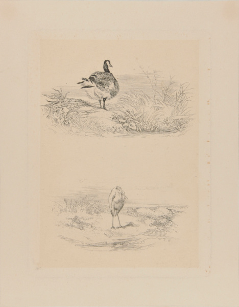 DUCK AND HERON