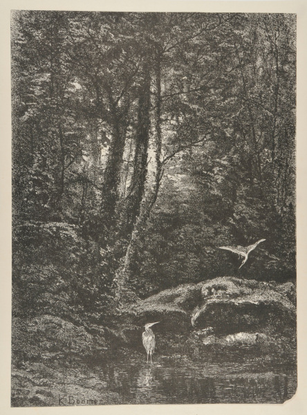 HERONS IN A POND IN THE FOREST