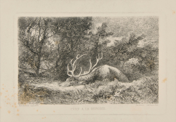 RESTING DEER