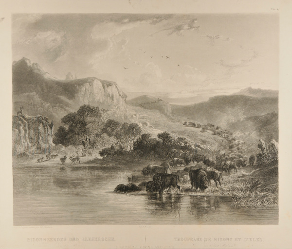 HERDS OF BISONS AND ELKS ON THE UPPER MISSOURI