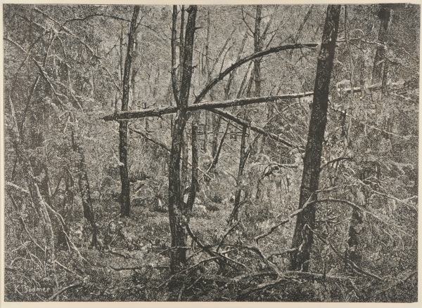 INTERIOR OF FOREST