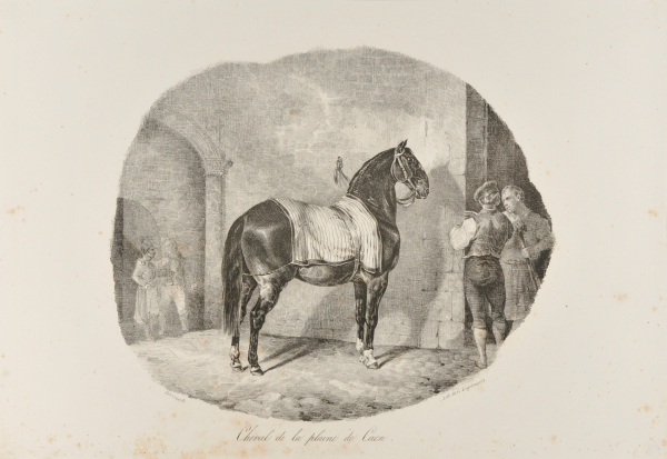 A HORSE FROM THE PLAIN OF CAEN