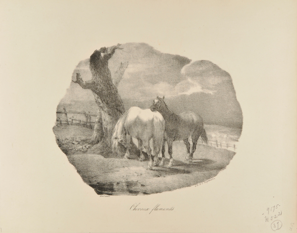 Chevaux flamands