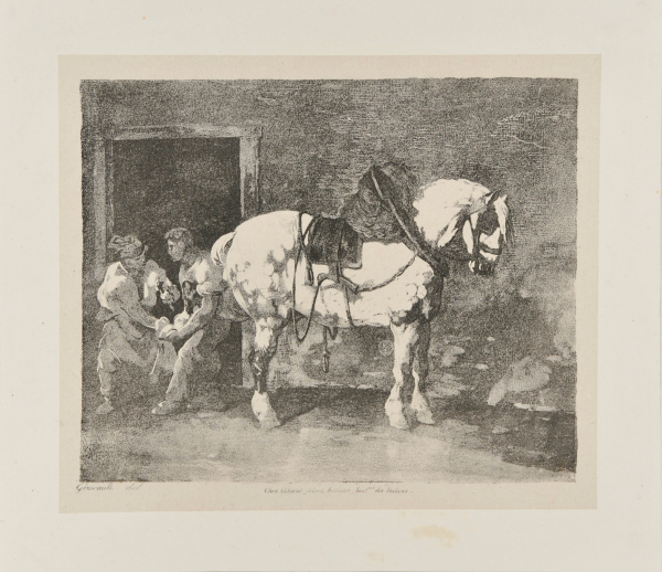 A DAPPLED DRAFT HORSE BEING SHOD