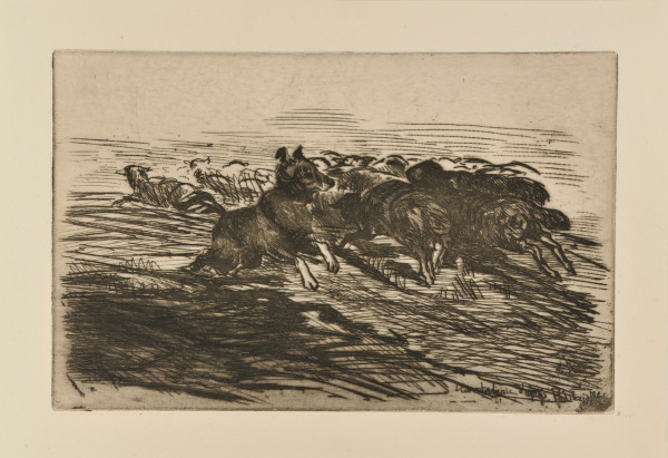 DOG GATHERING HIS FLOCK OF SHEEP