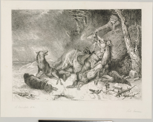 TRAVELER ATTACKED BY WOLVES