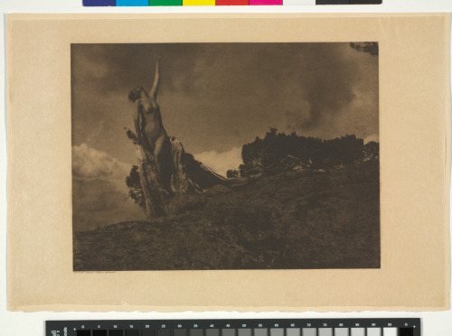 SOUL OF THE BLASTED PINE