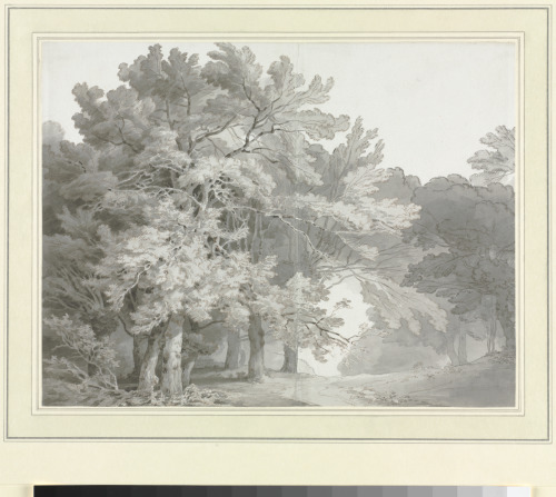 A Path through the Woods