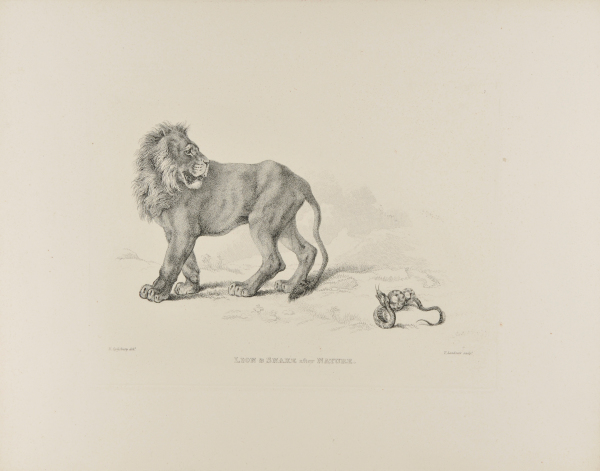 LION AND SNAKE AFTER NATURE