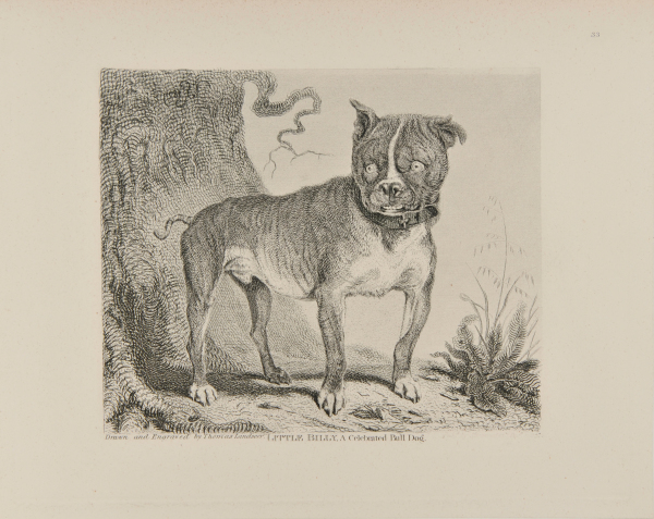 Little Billy, a Celebrated Bull Dog