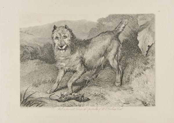 BOB, A FAVOURITE TERRIER