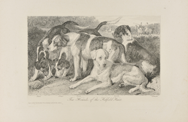 FOX HOUNDS OF THE HATFIELD HUNT