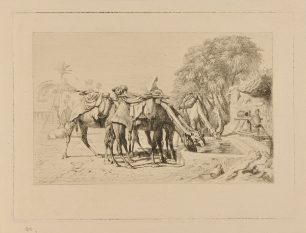 Chameaux à l’abreuvoir