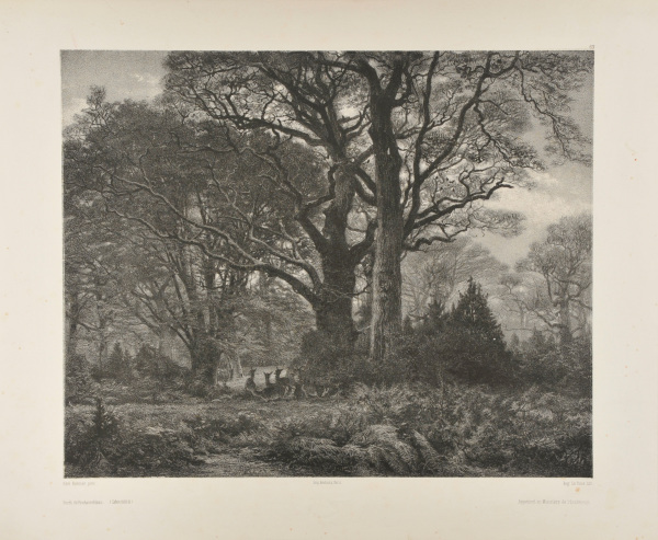 Forêt de Fontainebleau