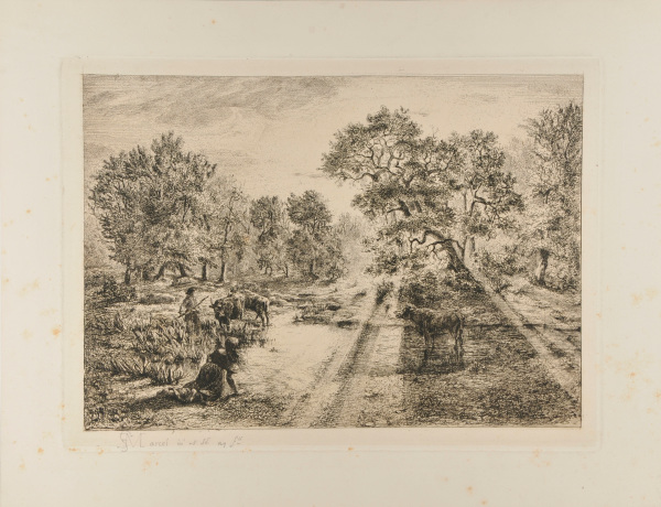 Boeufs traversant une mare